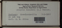 Arcyria denudata image